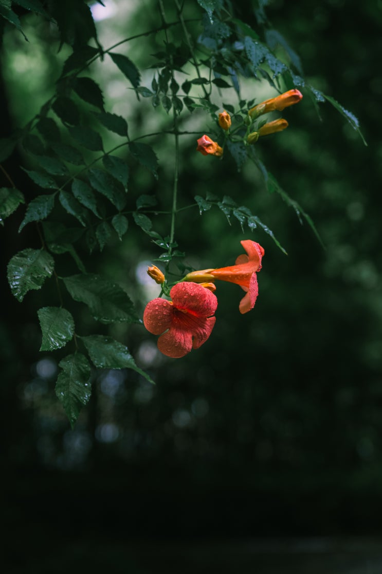 rainy-day