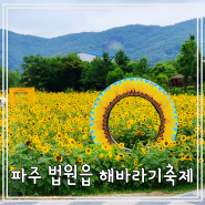 파주 가볼만한곳, 법원읍 가야4리 해바라기 축제, 주차, 못 가신 분들을 위한 희소식 정보