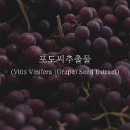 [화장품 성분 분석] 포도씨추출물 (Vitis Vinifera (Grape) Seed Extract)