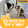 SBS TV동물농장 :: 등산 안내견 모녀 ‘몽이’ & ‘보름이’
