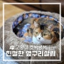 고양이방석 》 궁팡 블로그 후기 경품 친절한옆구리살씨 호박방석
