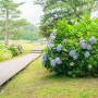 제주도 무료 수국 해바라기 명소 항파두리 항몽유적지