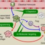 매크로파지(대식세포) 논문(5) - 대식세포 표적화: 암 면역 요법의 새로운 가능성 열기