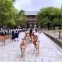 오사카 여행 3일차 :: 나라 사슴공원 동대사 사슴이랑 17 : 1 뜬 썰 푼다.