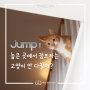 [반려동물정보] 점프 jump! 높은 곳에서 점프하는 고양이 안다칠까? | 고양이점프 고양이수직공간 | 웨스턴동물의료센터