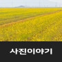 [사진이야기] 유채밭
