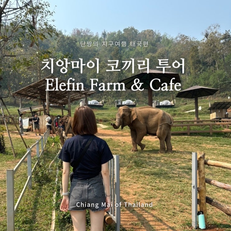 태국 치앙마이 엘리핀팜 코끼리 카페 투어 elefin farm : 네이버 블로그