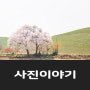 [사진이야기] 봄 풍경