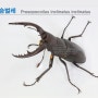 (3)톱사슴벌레 Prosopocoilus inclinatus inclinatus