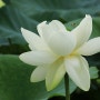하얀 연꽃이 핀 "두물머리"의 여름 / 양수리 연꽃.