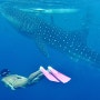 [필리핀]세부 자유여행 오슬롭 고래상어 투어+추천숙소 웨이쉑호스텔