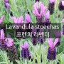 프렌치 라벤더 (lavandula stoechas) 나비라벤더 지중해정원 코티지정원 원예허브로서의 스페인라벤더 종류