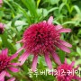 여름꽃 에키네시아 정원야생화
