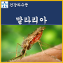 말라리아 증상 모기 전염 원인 치료 예방약