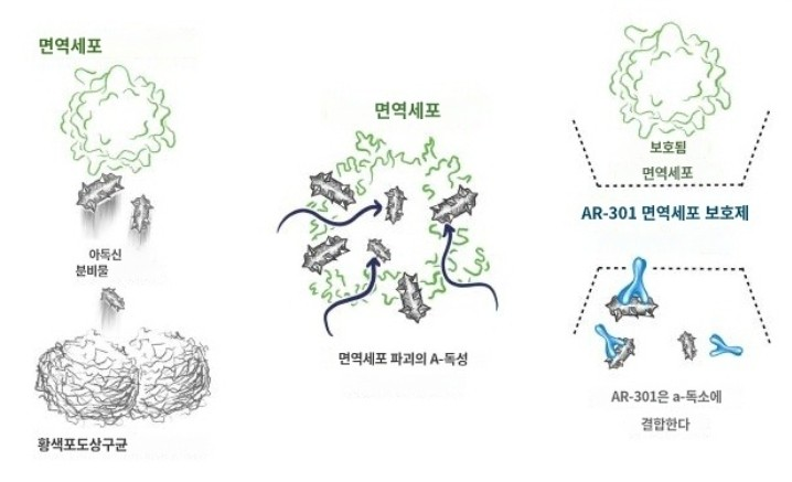 아리디스 파머수티컬스(ARDS) 현재 임상 3상 단계에 있는 AR-301 단클론 항체에 대해 FDA가 QIDP지정을 부여 ...
