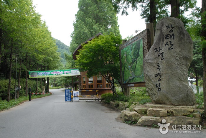 대전 숲캉스 장태산자연휴양림 산책로 즐기기