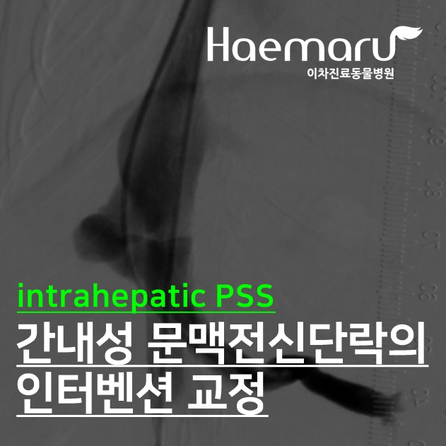 강아지 PSS 코일 색전술 케이스 - 간내성 문맥 전신 단락(intrahepatic PSS; IHPSS)의 인터벤션 교정 ...