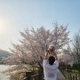 ..경기 광주 '중대물빛공원 #벚꽃 봄나들이 : 강아지 벚꽃샷..