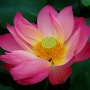봉정연꽃마을 - 사진찍기 & 동해시 풍경 로드