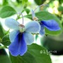 나비수국 키우기 꽃말 베란다식물 베란다정원 파란꽃 로테카 미리코이데스