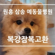 [원흥 삼송 창릉 서오릉 화전 향동 흥도동 용두동 도래울 도내동 예동물병원] 강아지 잠복고환, 강아지 복강잠복고환