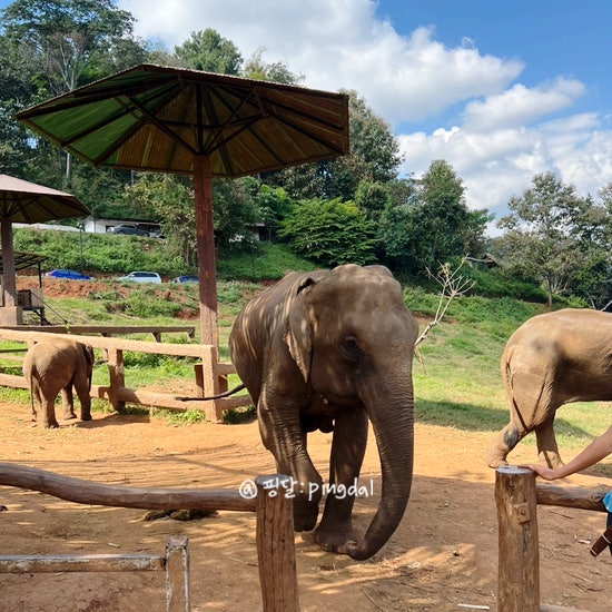 태국여행/ 치앙마이카페 코끼리를 만날 수 있는 Elefin Farm & Cafe 🐘 : 네이버 블로그