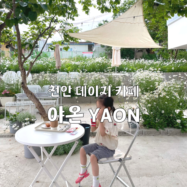 천안 신부동 샤스타 데이지 카페 야온 YAON   (23.5.26 방문)