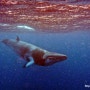 대산호초(GBR) 다이빙 여행 3편 : 밍크고래들(Minke whales)과 함께! (2023년 7월)