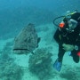 대산호초(GBR) 다이빙 여행 2편 : GBR(Great Barrier Reef)에서의 다이빙! (2023년 7월)