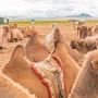 몽골여행 미니 고비사막 엘승타사르해 낙타 체험
