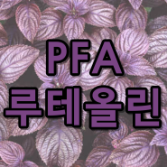 PFA 피파루테올린 차즈기 효능 부작용 루테인 차이