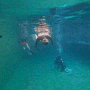 일산 수작코리아 7m 잠수풀 일요일 방문 프리다이빙 후기 (재방문 의사 없음)