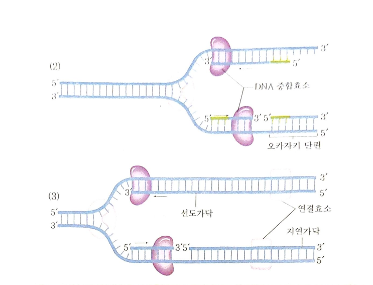 생물과학 8강. DNA 복제와 세포분열 : 네이버 블로그