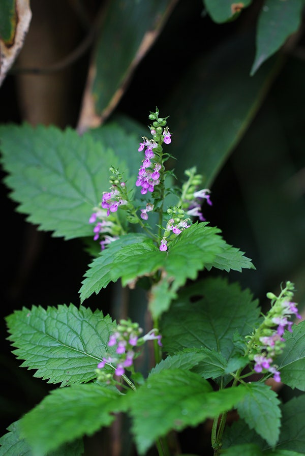 곽향, 덩굴곽향, 개곽향 : 곽향속(Teucrium) 3종 : 네이버 블로그