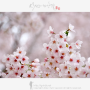 삼길포 입구의 벚꽃..2 / 서산 벚꽃 명소 / 해변의 벚꽃 / 연분홍 그리움