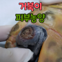 (거북이피부농양/오션시티동물병원) 거북이 피부농양은 치료가 잘 안되요