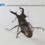 (4)사슴벌레 Lucanus maculifemoratus dybowskyi Parry, 1873