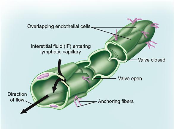 림프계 해부학(Anatomy of lymphatic system) : 네이버 블로그