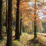 [옥천 화인산림욕장] 가을이 내려 앉은 산책길, 옥천가을여행, 메타세콰이어길