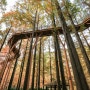 [대전 장태산자연휴양림] 숲 속에서 느끼는 가을, 산책하기 좋은 곳, 대전여행