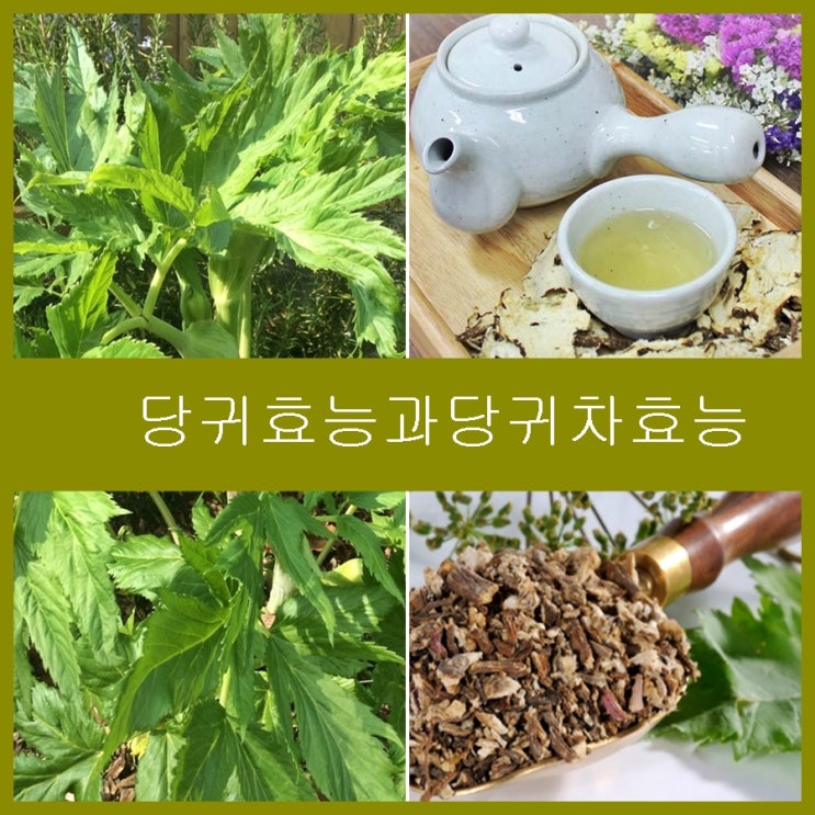 당귀차 음용으로 당귀 효능 을 누려보세요 : 네이버 블로그