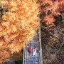 [대전 장태산자연휴양림] 주황빛으로 물든 메타세콰이아길, 대전가을여행