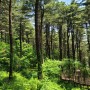 경기도 가평에서 국내 최대 잣나무림 치유의 숲인 [잣향기 푸른숲] 입니다.