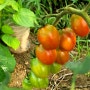 [텃밭 채소] 흑 토마토 와 방울토마토 키우기