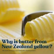 뉴질랜드 앵커버터가 노란색인 이유? 목초우유 장점은? 앵커버터 포화지방과 저탄고지 다이어트