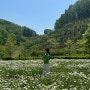함안 가볼만한 곳::함안 악양생태공원::핑크뮬리,데이지,코스모스 꽃 가득한 곳