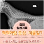 강아지 켁켁거림, 쎄엑쎄엑 숨소리 증상 [엑스레이비용/초음파비용 정리]