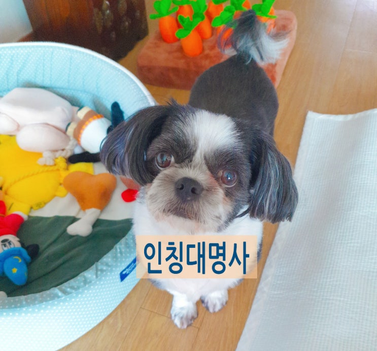[스웨덴어 공부 20] 인칭대명사 : 네이버 블로그
