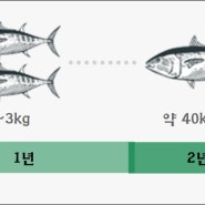 양식 참다랑어의 연령별 참치 크기는 어떻게 될까요?