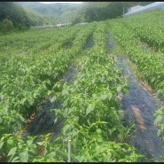 영양 유기농 고추...폭우가 지나간 자리